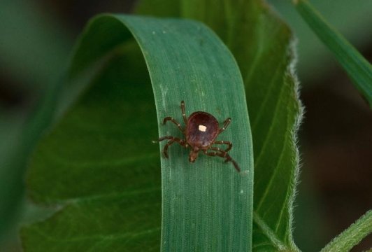 Symptoms of the disease bobcat fever Symptoms of the disease bobcat fever